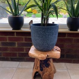 NEW! Solid Teak Root Wood Coffee Table Rustic Charm Weather-Resistant Home Decor