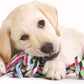 10 Pcs Dog Rope Toys Set Tough Strong Chew Knot Toys Puppy Bear Cotton Pet Toys