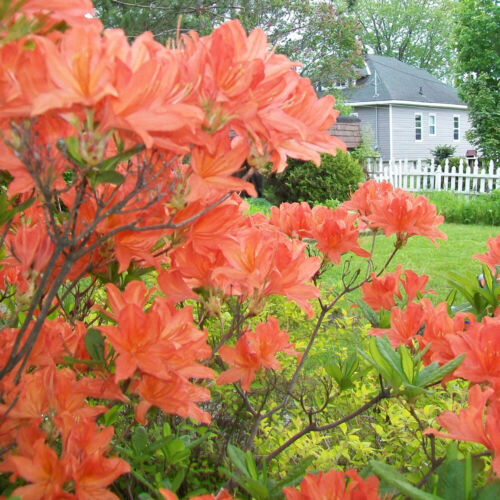 1 X ORANGE AZALEA JAPANESE EVERGREEN SHRUB HARDY GARDEN PLANT IN POT